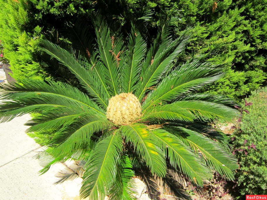 Беннеттиты Триасового периода