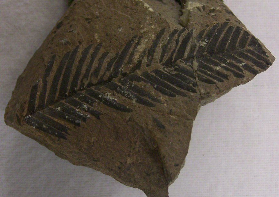 Древние саговники