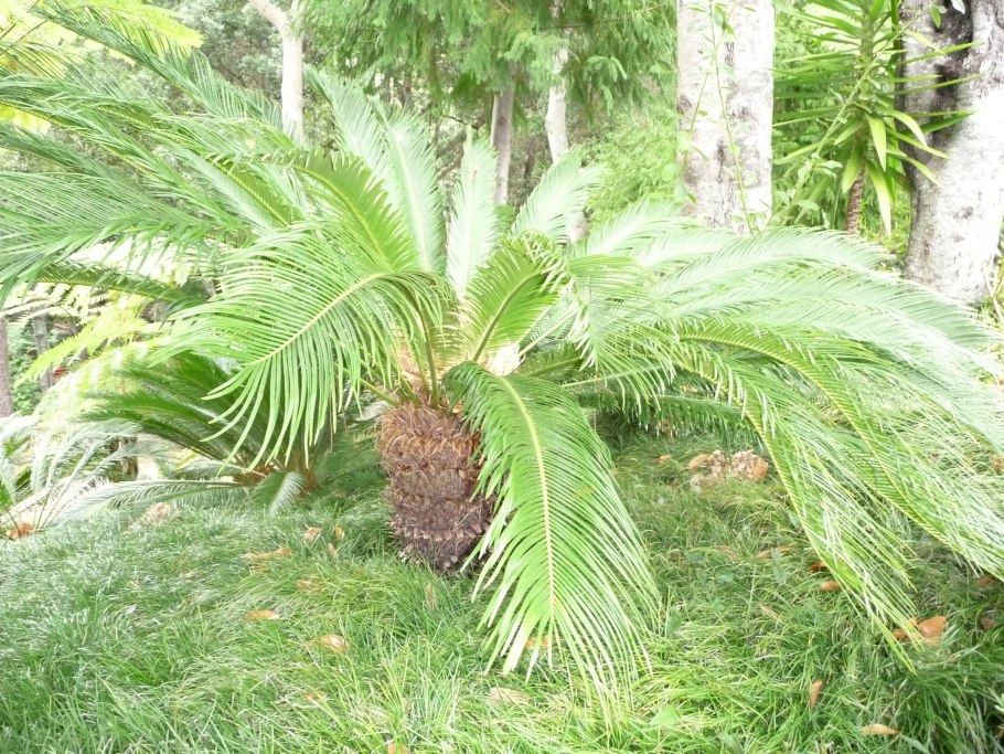 Стебель archaeocalamites Fossil