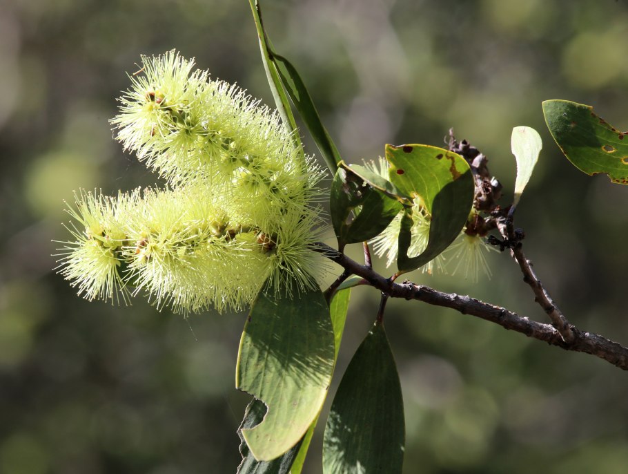 Melaleuca quinquenervia