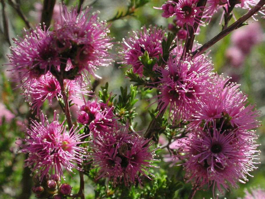 Найоли (Melaleuca viridiflora)