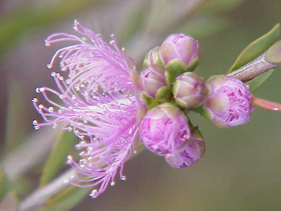 Melaleuca alternifolia
