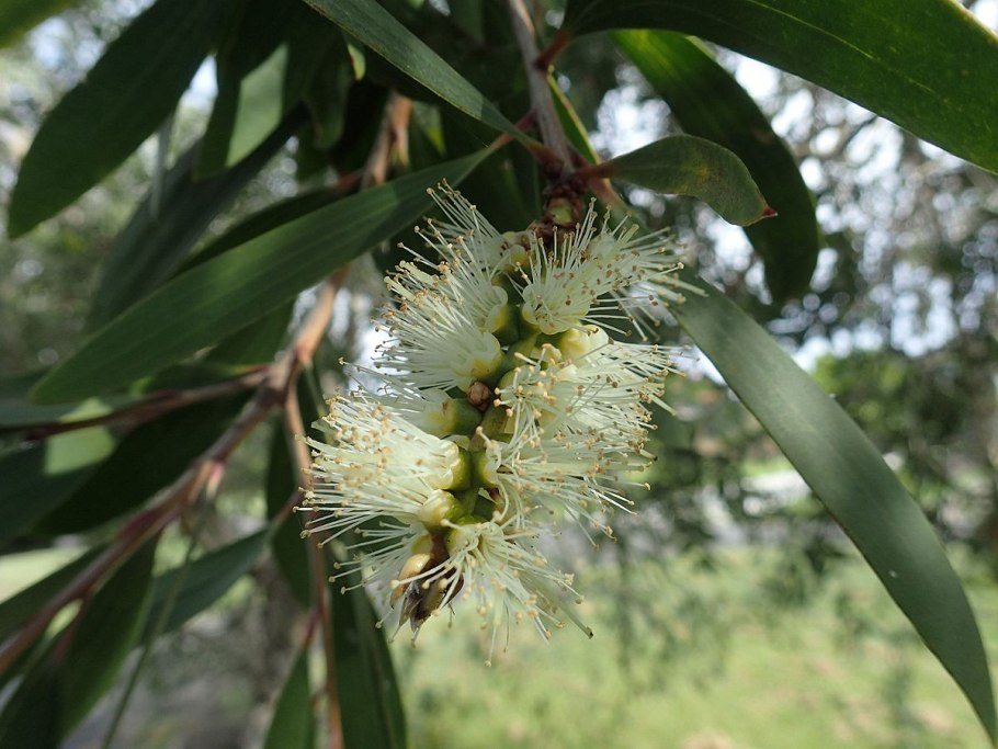 Melaleuca чайное дерево