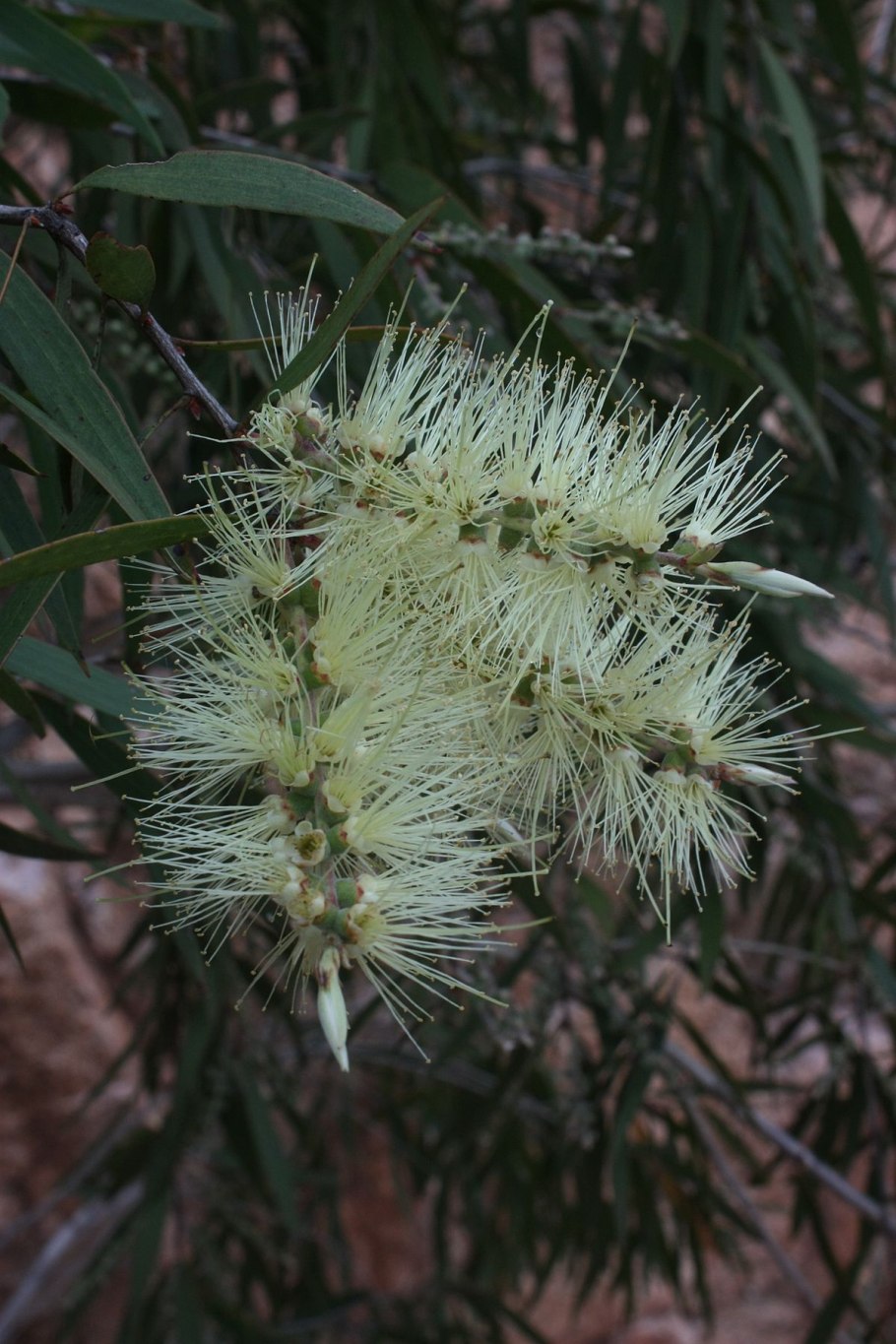 Melaleuca quinquenervia
