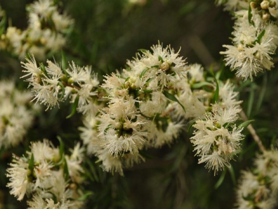 Melaleuca quinquenervia