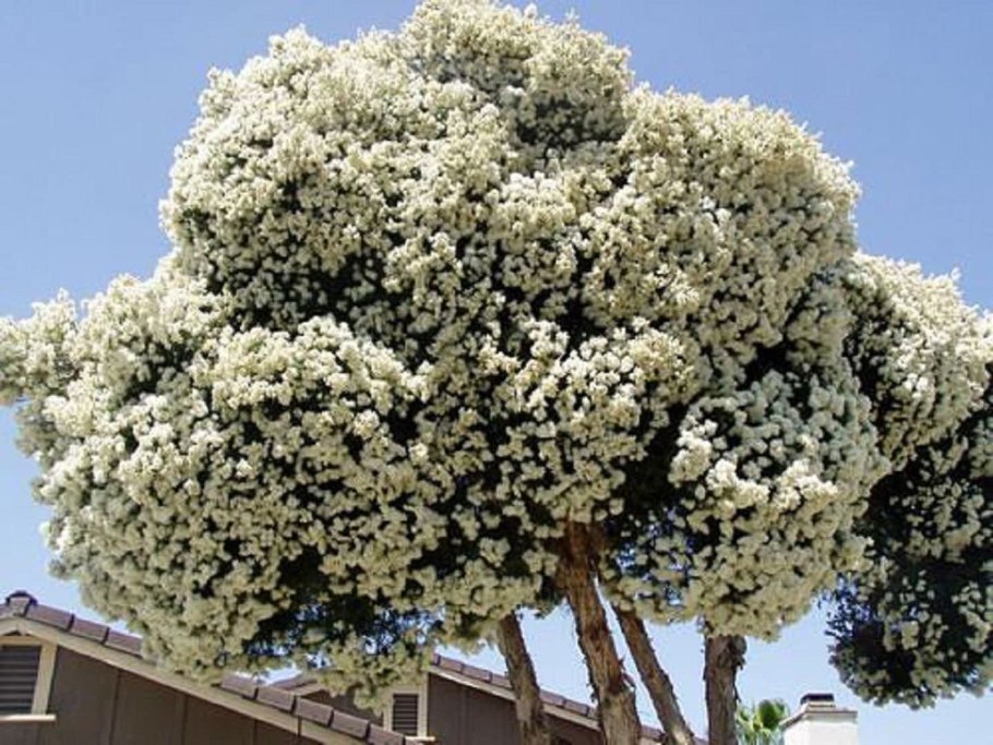 Melaleuca nesophila - мелалеука несофила.