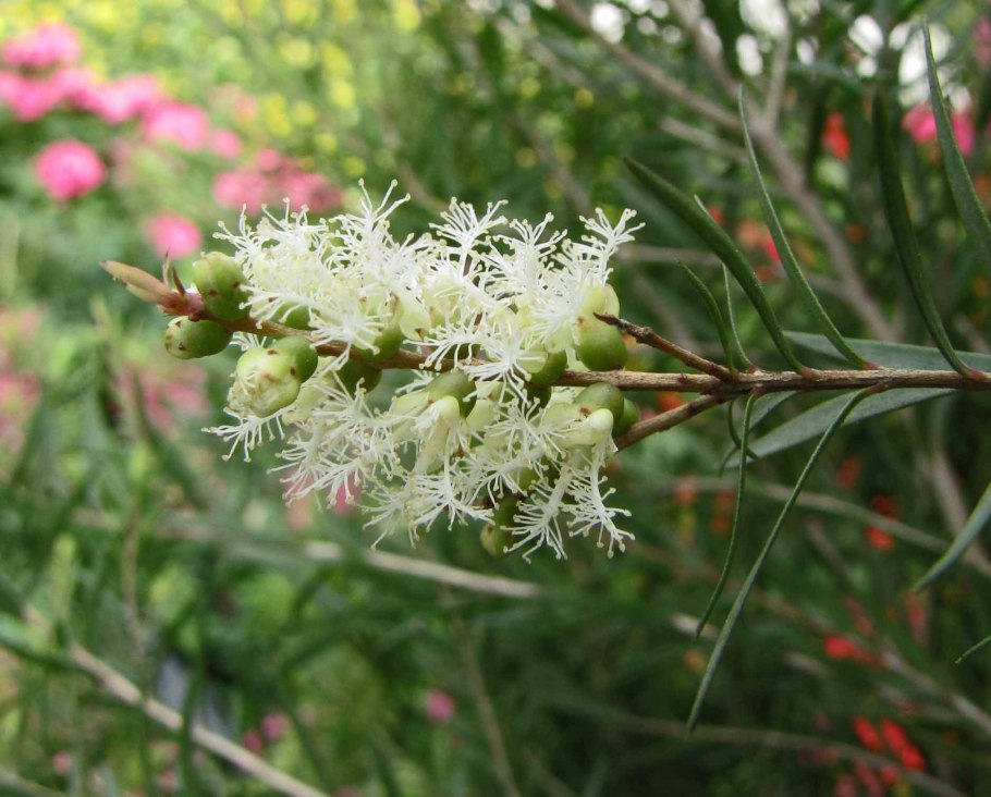 Melaleuca quinquenervia