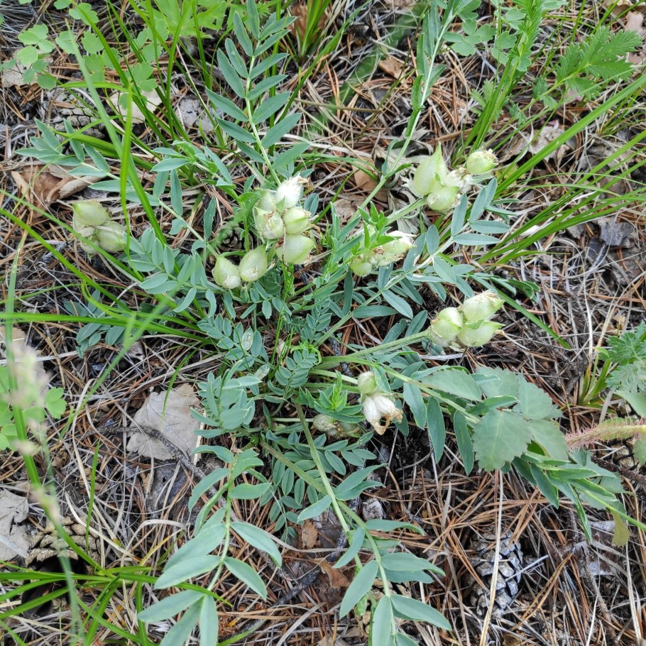 Остролодочник маньчжурский