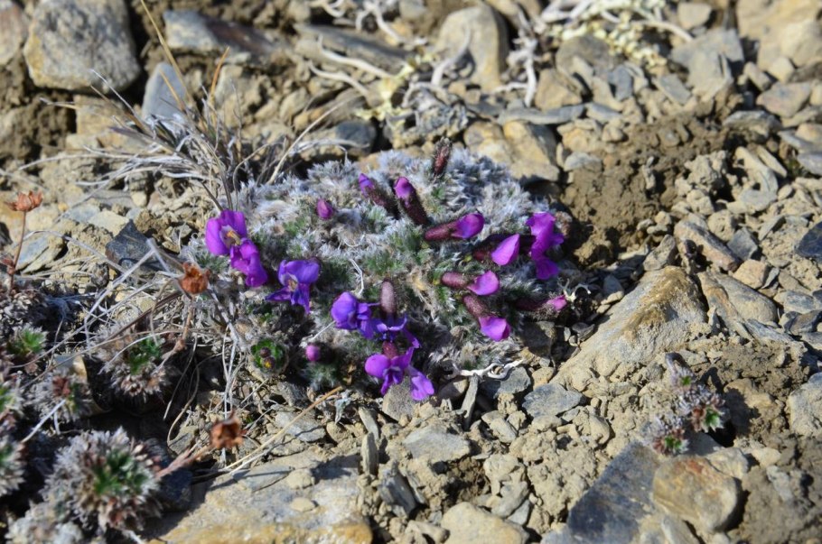 Остролодочник Траутфеттера