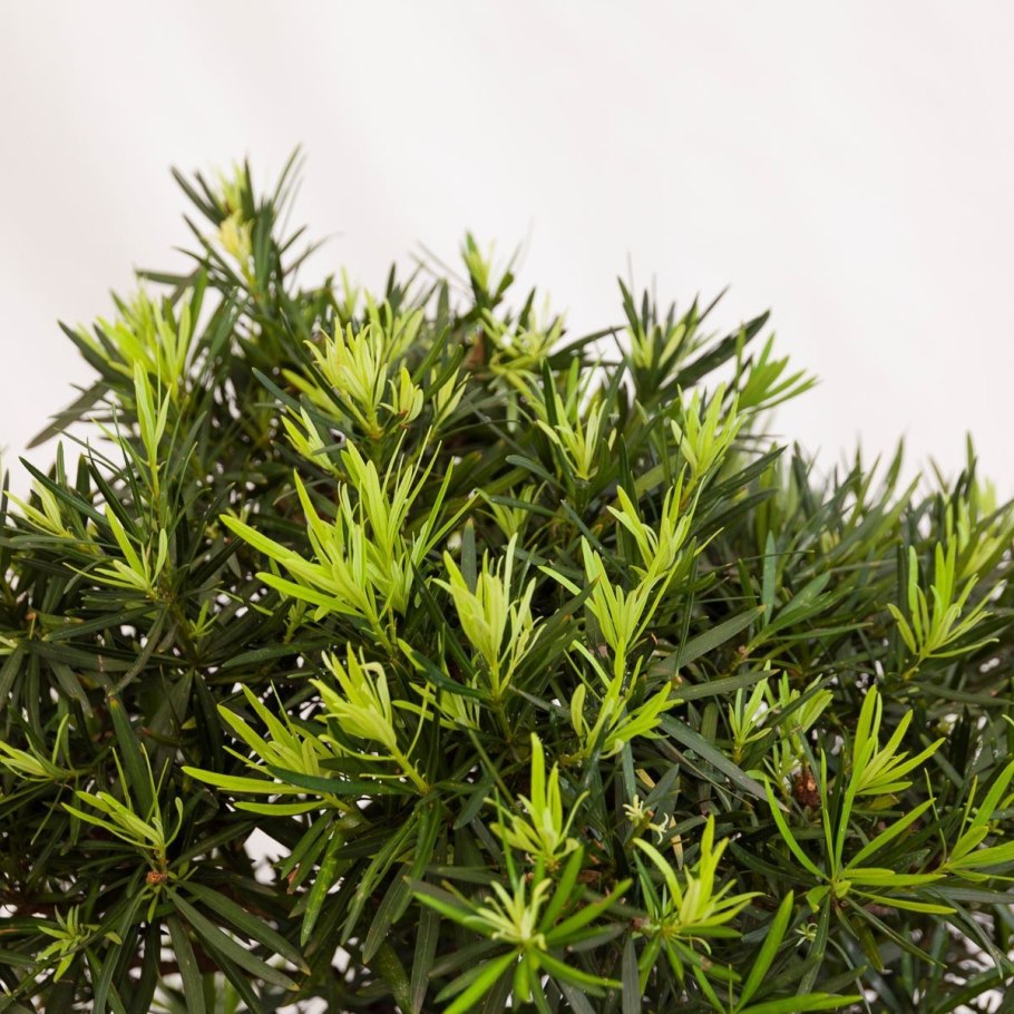 Podocarpus pallidus