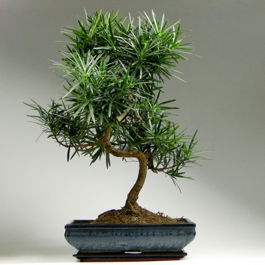 Podocarpus Totara