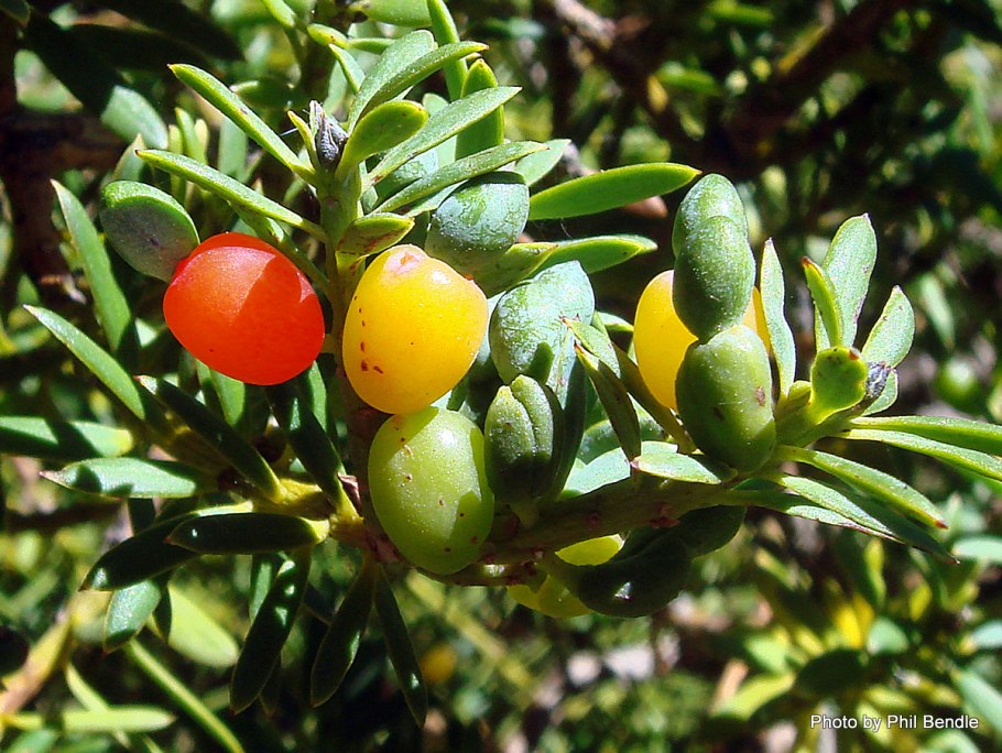 Подокарпус Тотара (Podocarpus Totara).