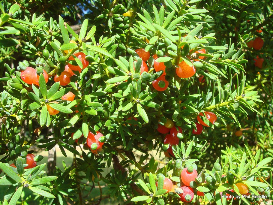 Подокарпус Тотара (Podocarpus Totara).