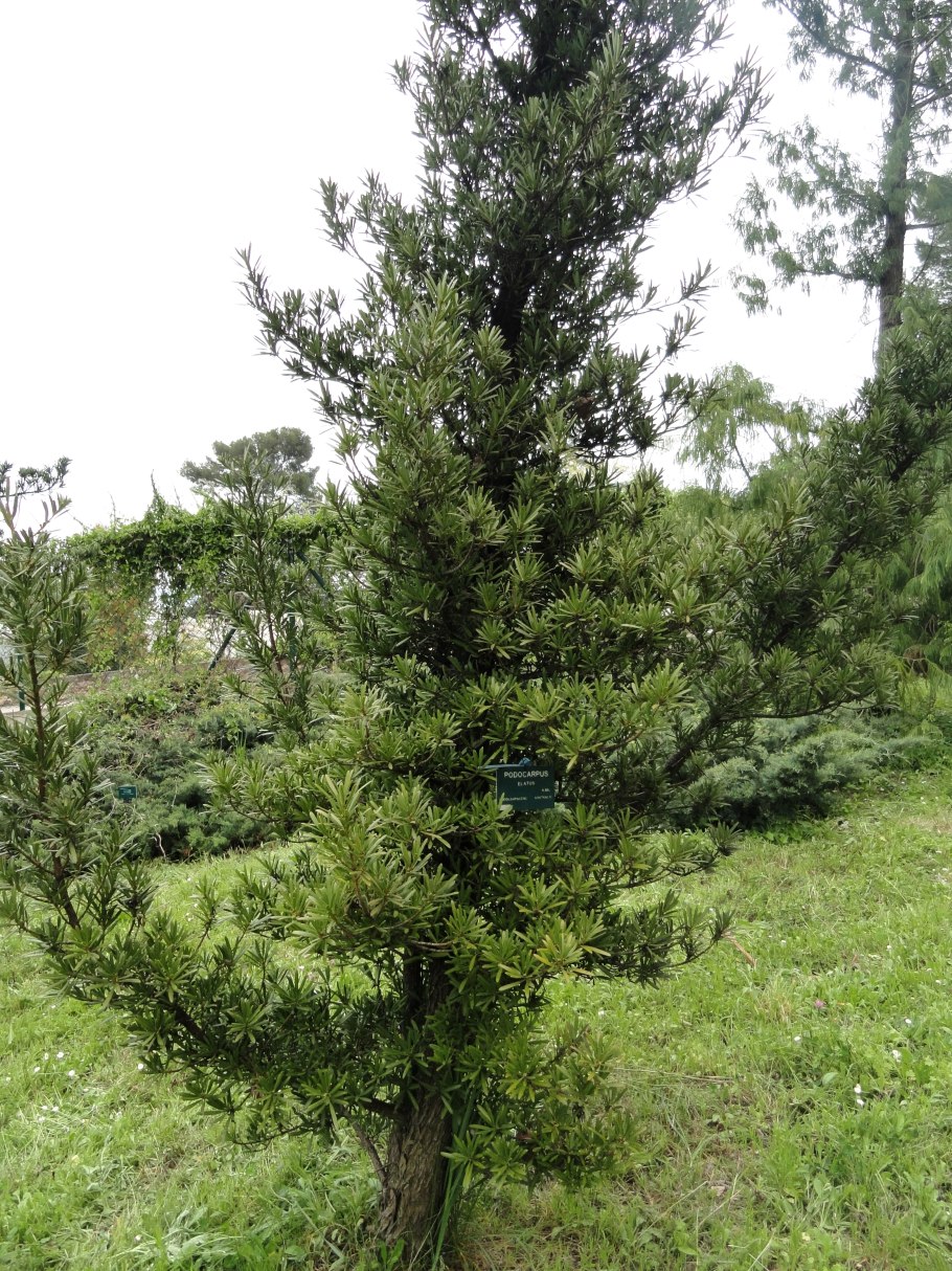 Podocarpus latifolius