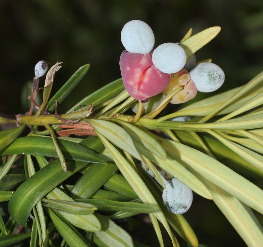 Podocarpus neriifolius