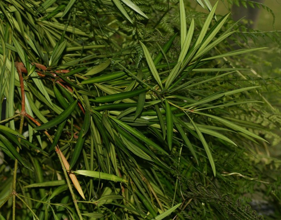 Podocarpus neriifolius