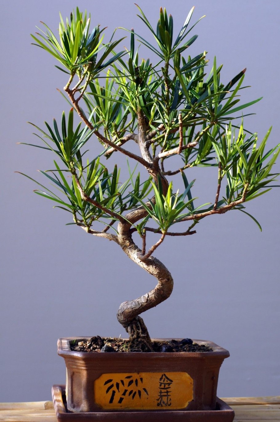 Подокарп (Ногоплодник) Podocarpus