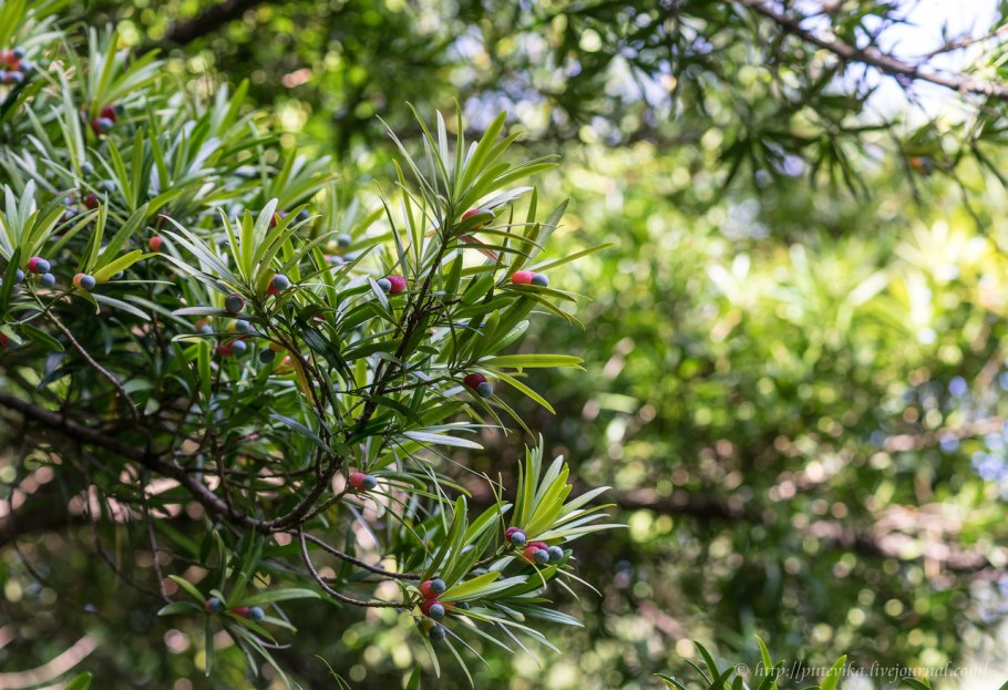 Podocarpus Elatus