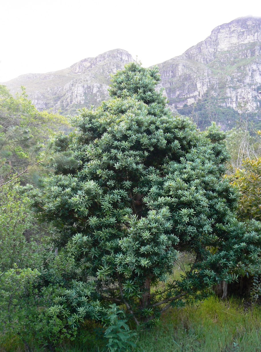 Prumnopitys Andina
