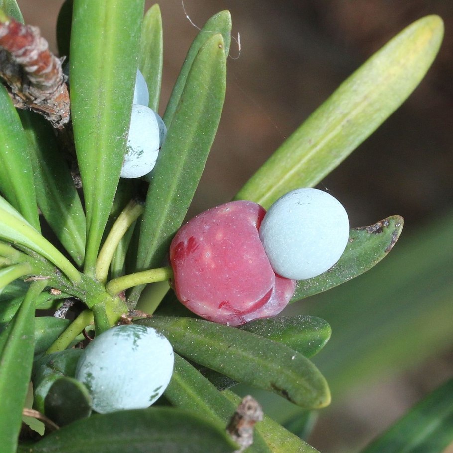Podocarpus gracilior (Ногоплодник)