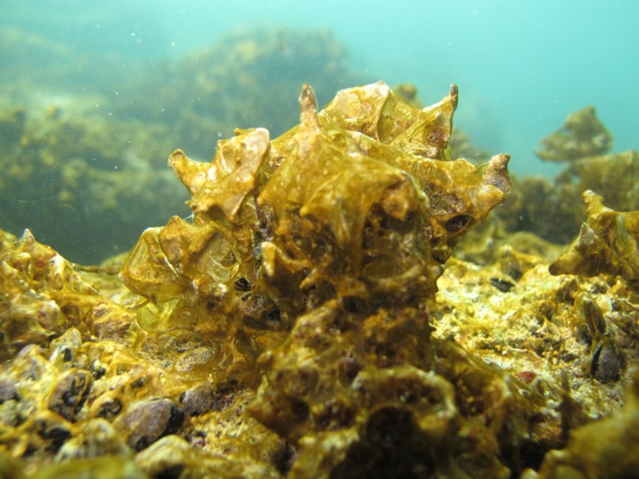«Ватные» водоросли (Ostreopsis ovata)