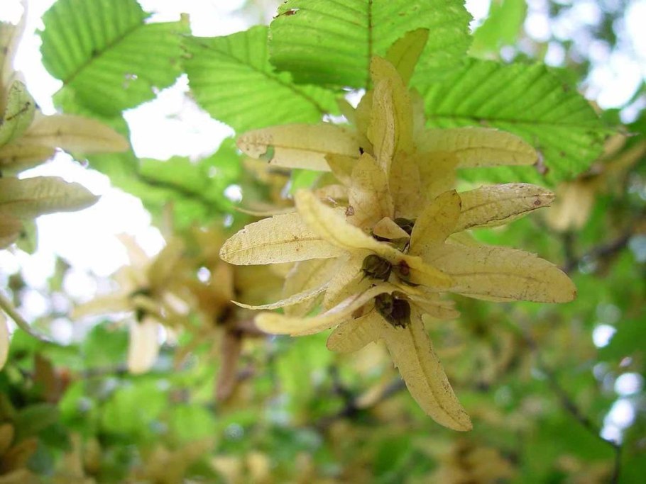 Остриопсис благородный