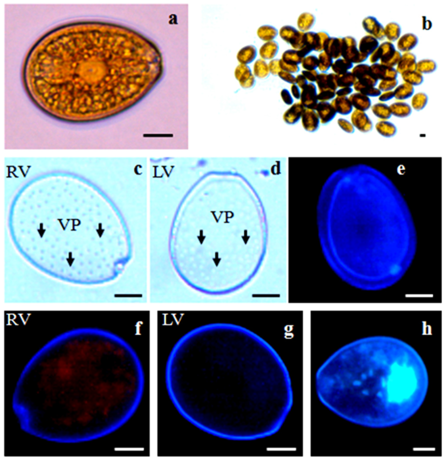 Динофлагелляты таксономия