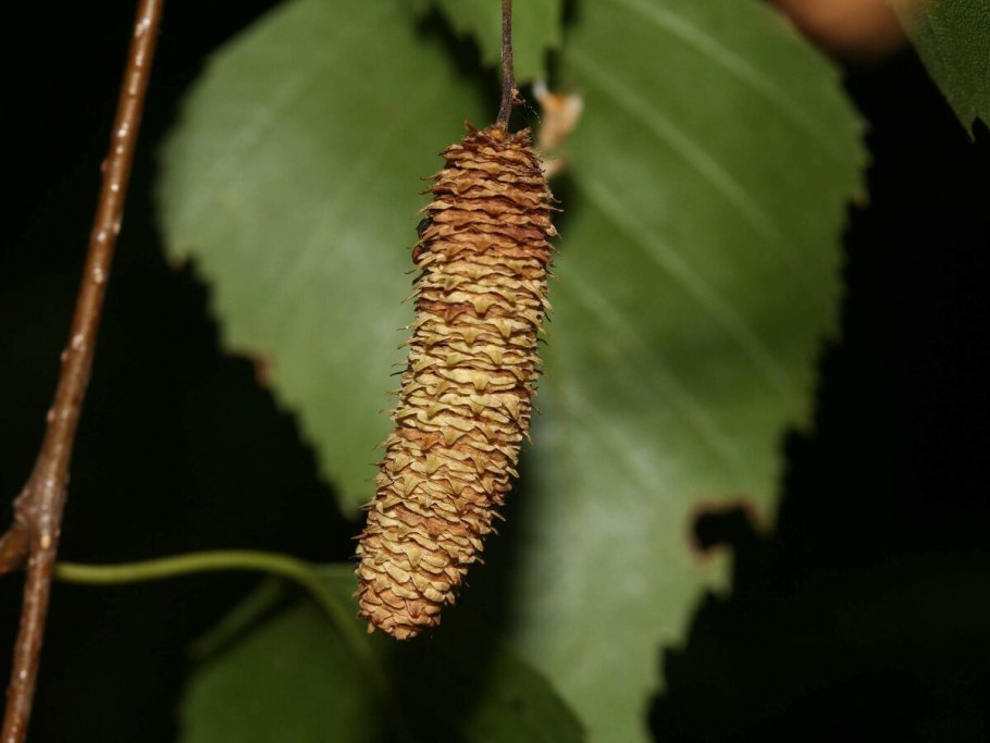 Рыба данио под микроскопом
