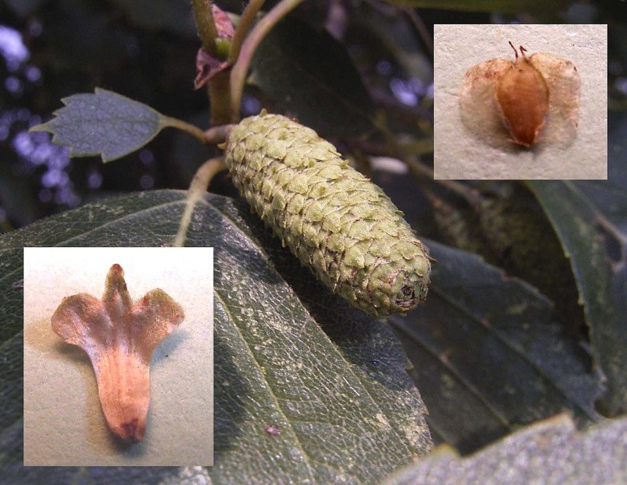 Береза повислая семена