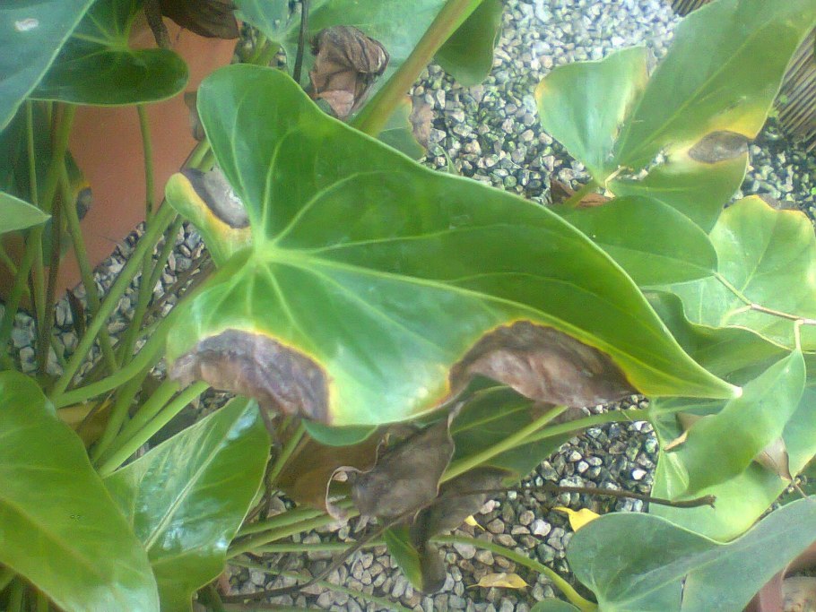 Лещина древовидная