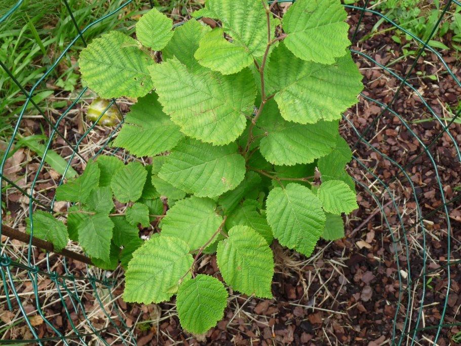 Остриопсис (Ostryopsis)