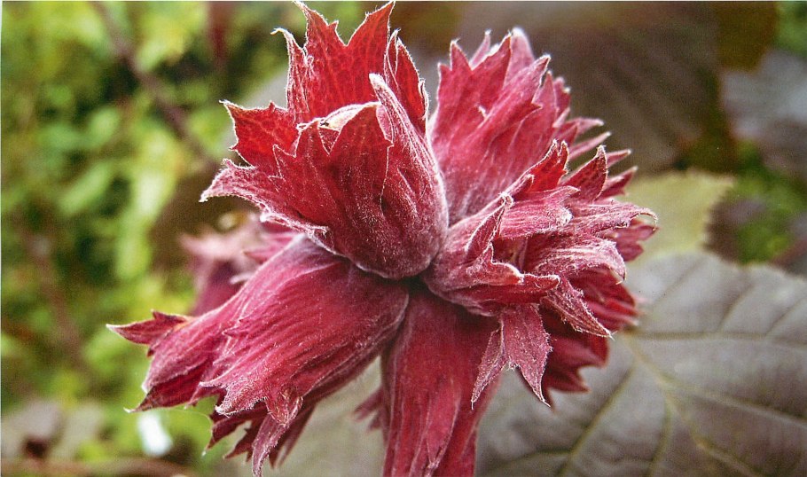 Береза повислая плод