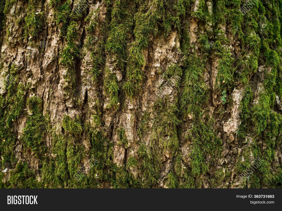 Остриопсис благородный