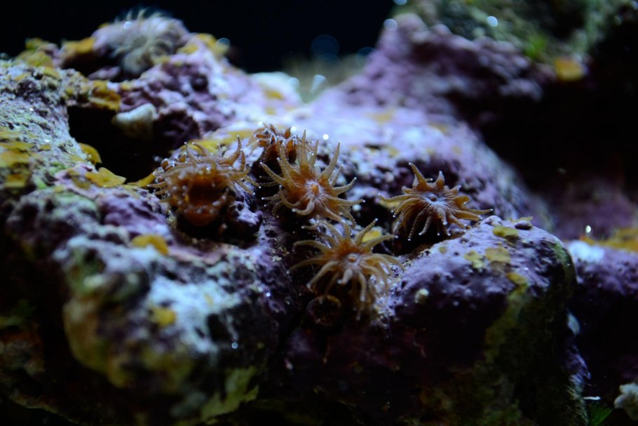 Семена березы