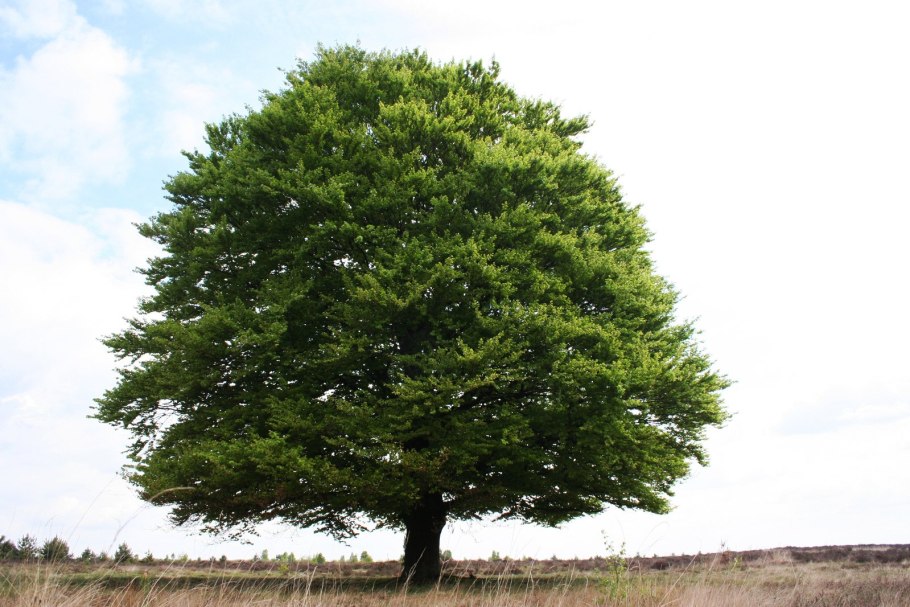 Береза повислая семена