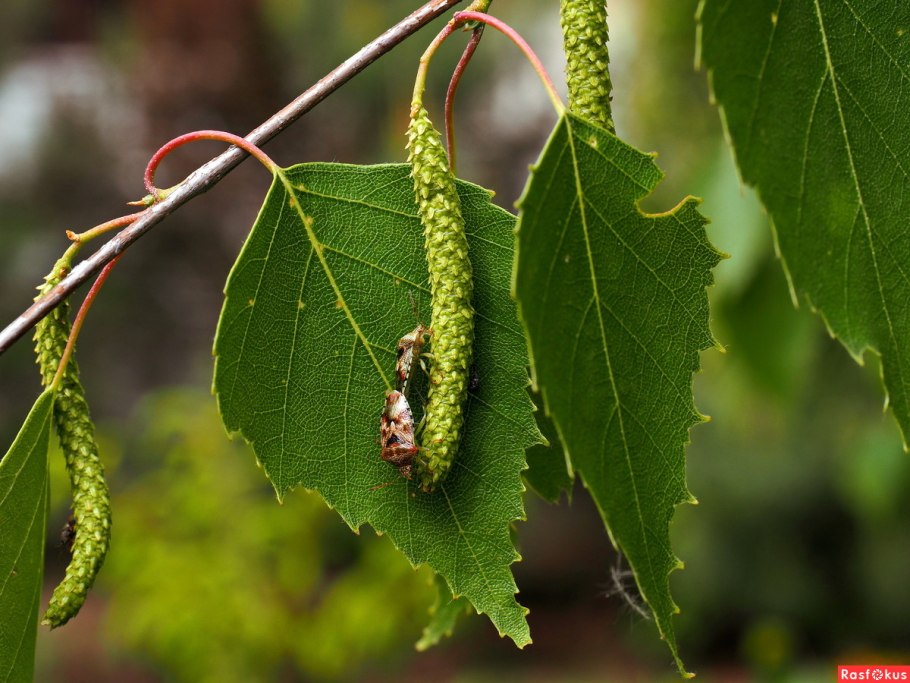 Betula pubescens Aurea