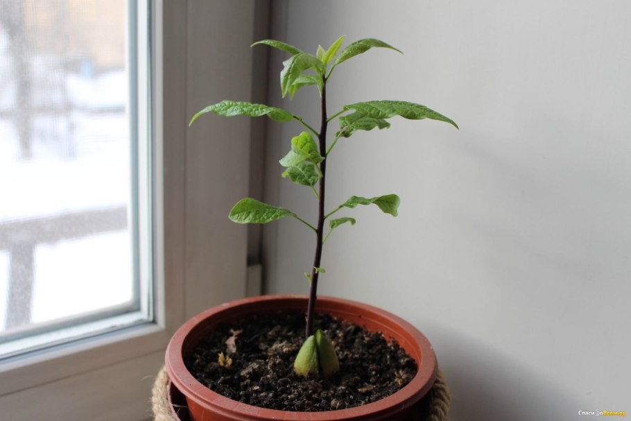 Авокадо растение Росток