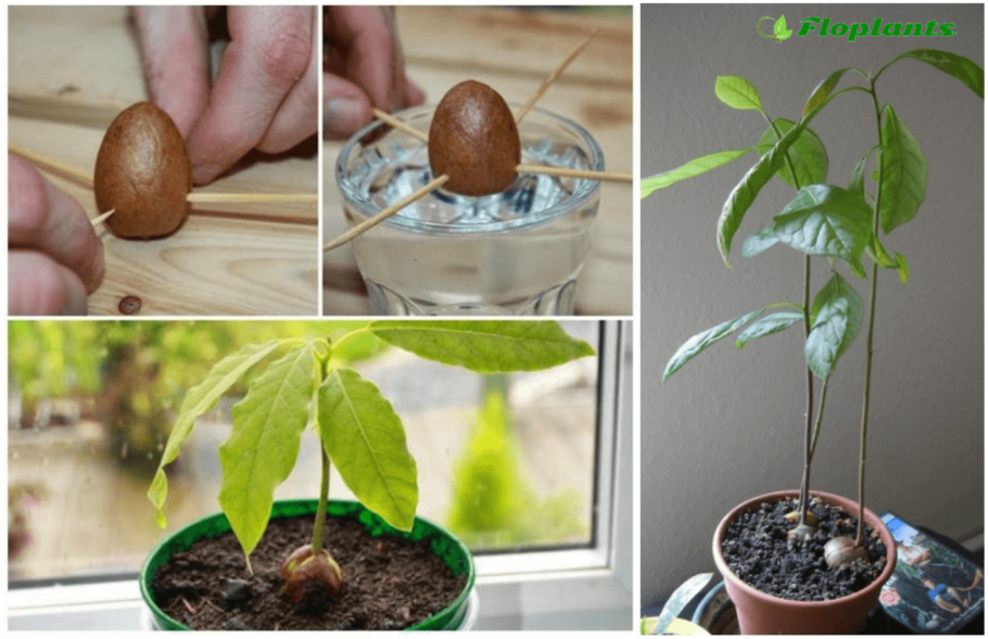 Авокадо дерево прорастить