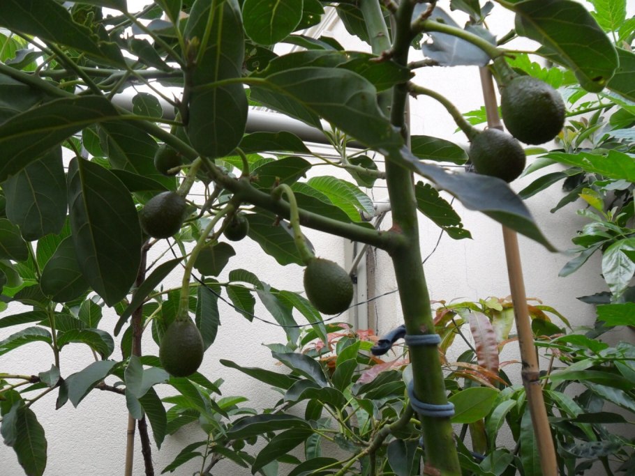 Авокадо дерево прорастить