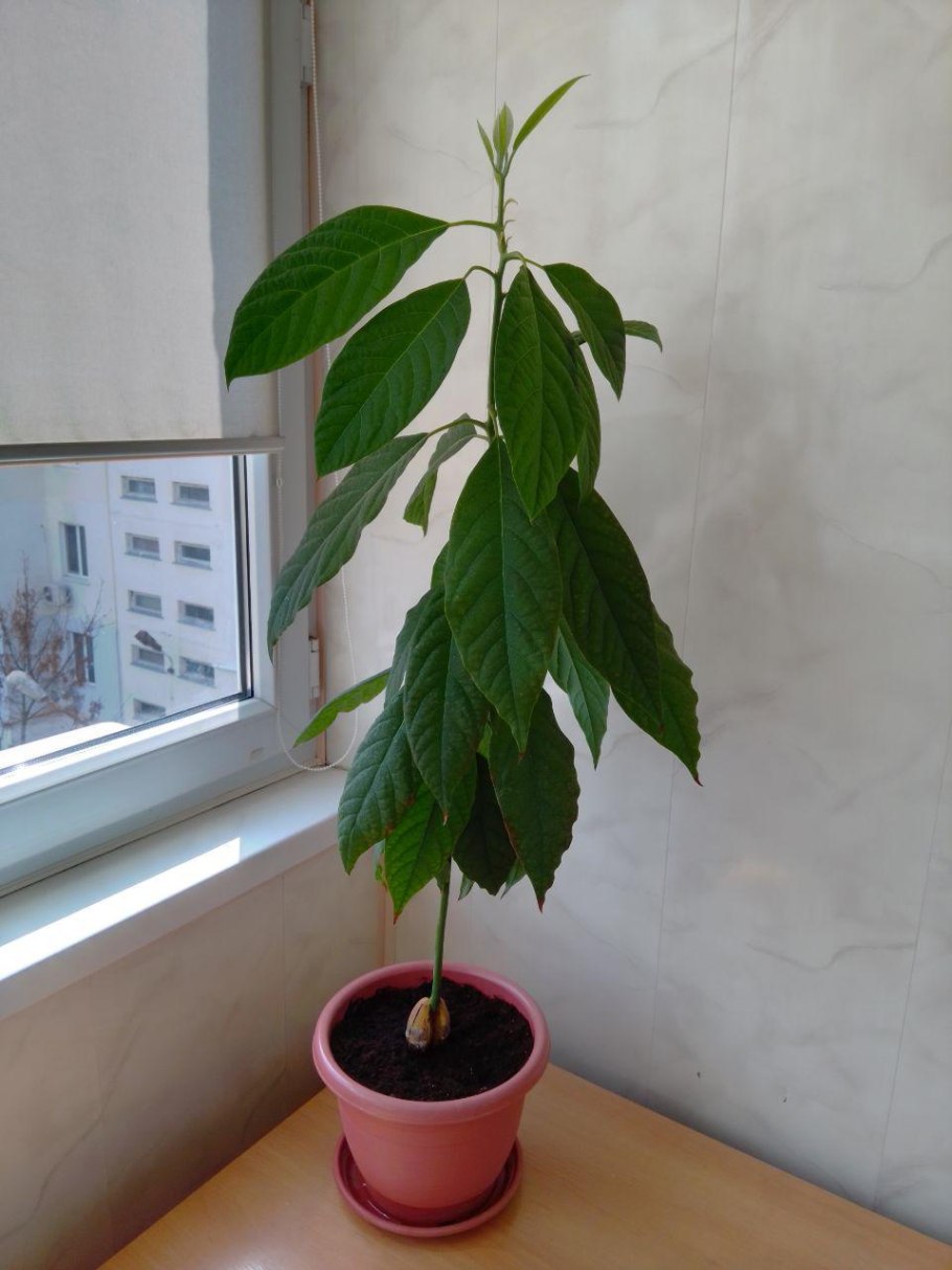 Дерево авокадо