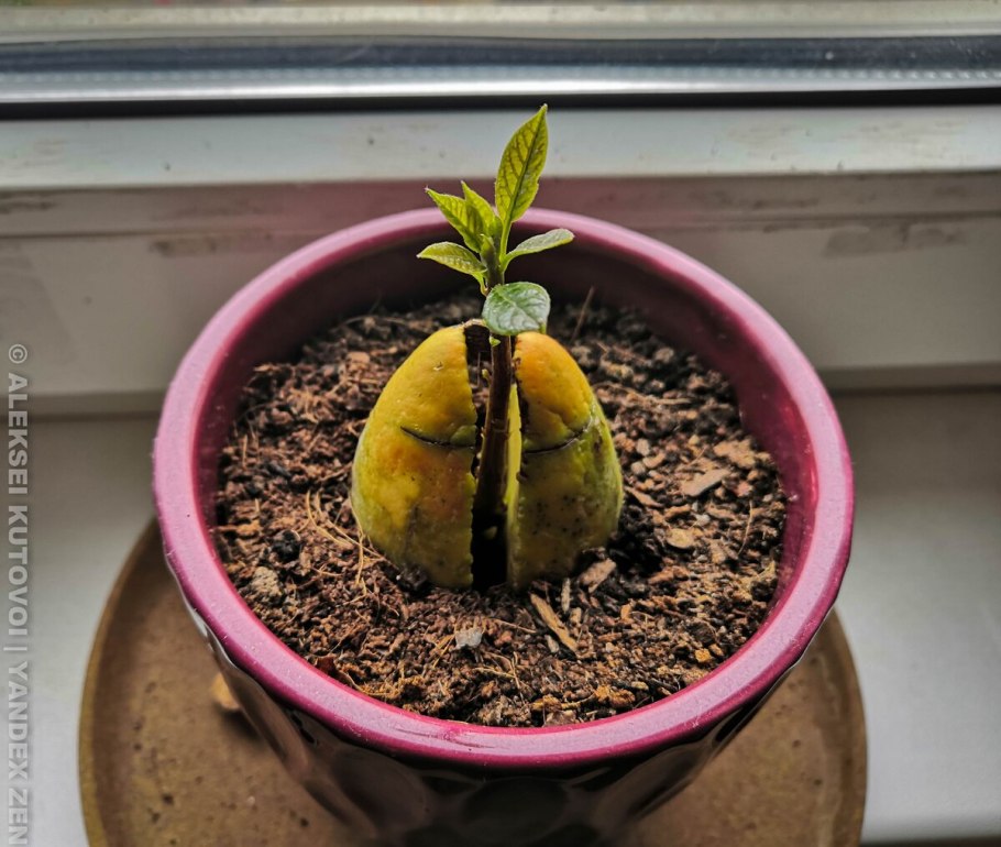 Прорастить косточку авокадо