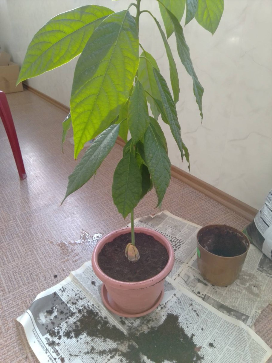 Авокадо из косточки в домашних