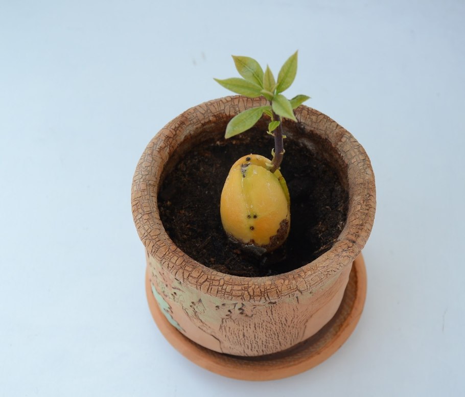 Прорастить авокадо из косточки