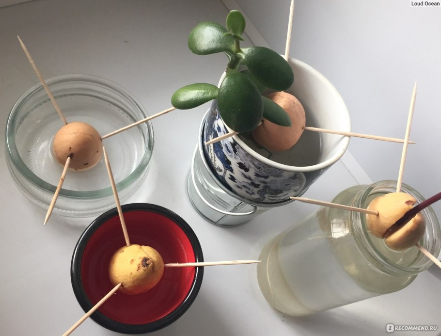 Проращивание косточки авокадо