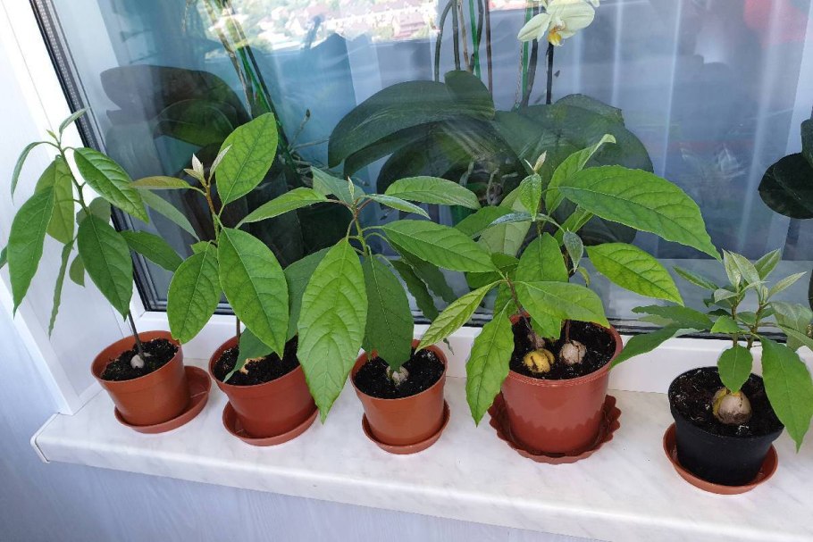 Авокадо дерево прорастить