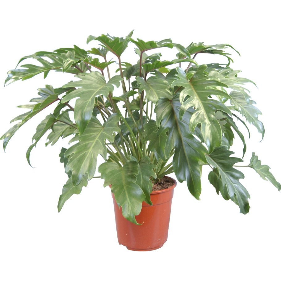 Монстера деликатесная (Monstera deliciosa)