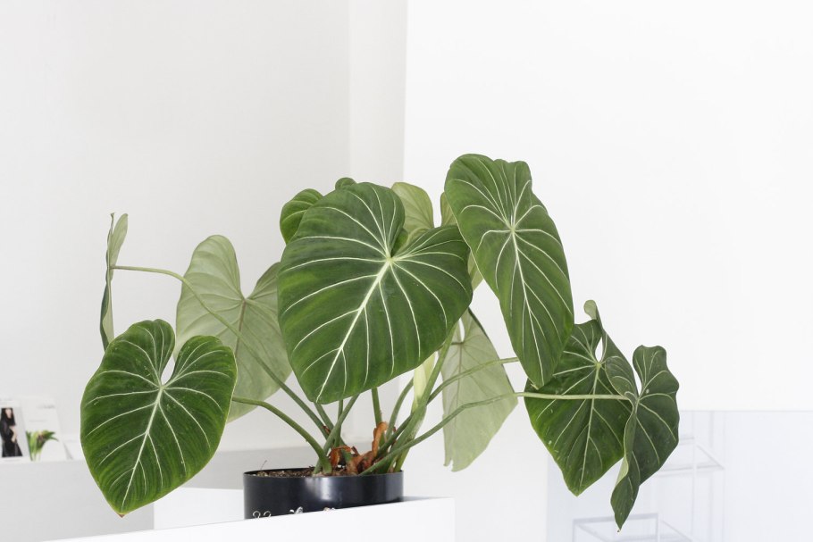 Филодендрон глориозум