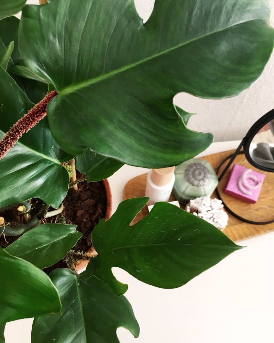 Филодендрон сквамиферум