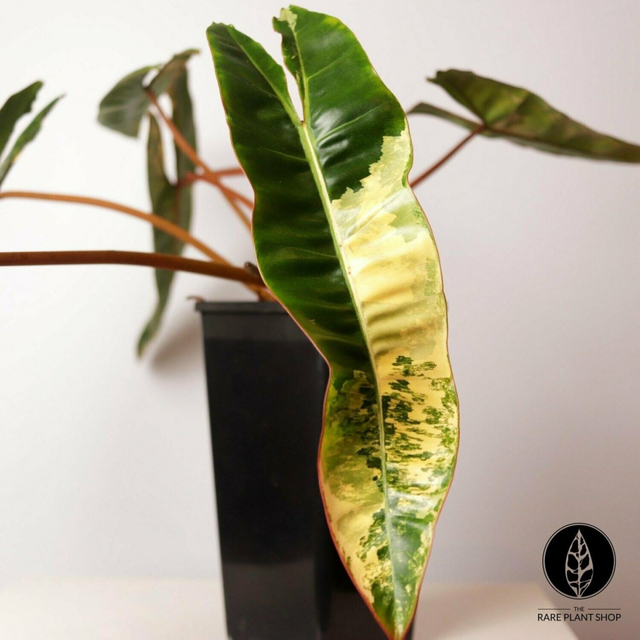 Philodendron billietiae