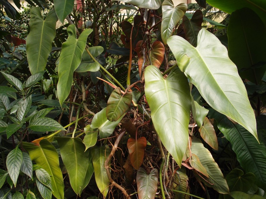 Филодендрон орнатум